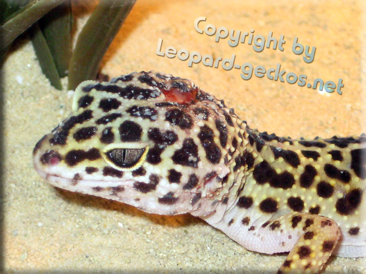 Bissverletzung Leopardgecko