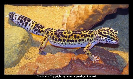 Nominat Leopardgecko