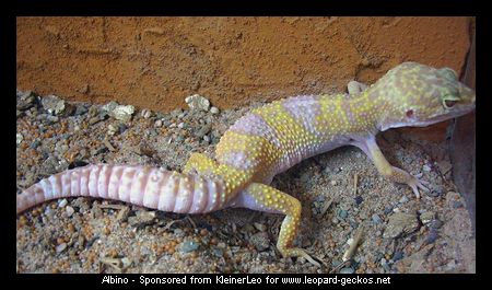 Albino Leopardgecko