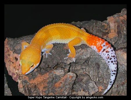 Super Hypo Tangerine Carrottail