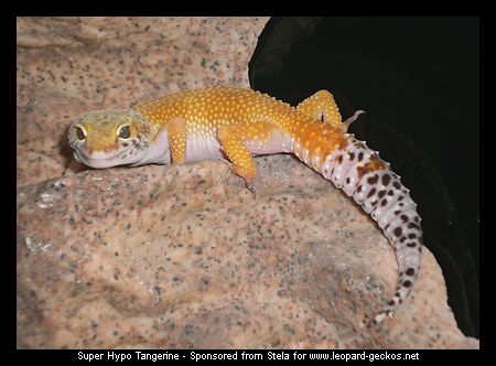 Super Hypo Tangerine Leopardgecko