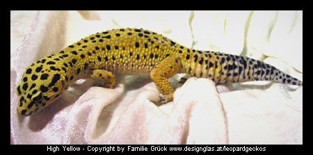 High Yellow Leopardgecko