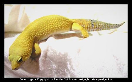 Super Hypo Leopardgecko