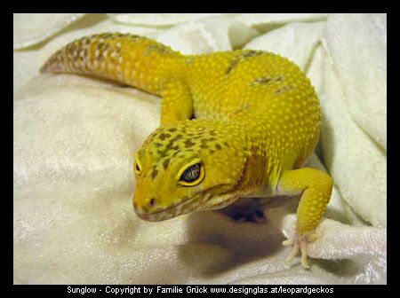 Sunglow Leopardgecko