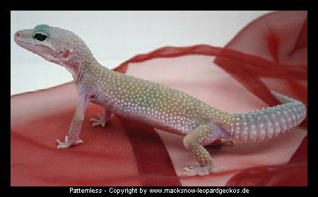 Patternless Leopardgecko