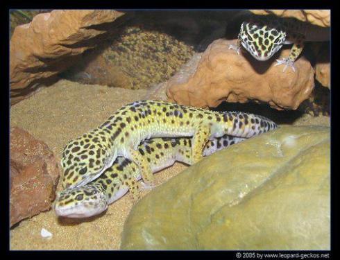 Klick für Originalgröße :02_leopardgecko_Kopulation_01.jpg